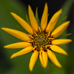 Macro of yellow flower