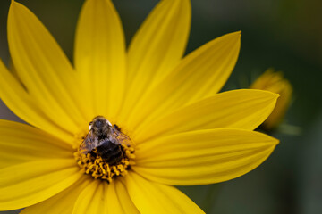 Macro of yellow flower with bee