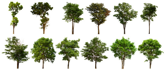 isolated tree green set is located on a white background.Collection of isolated tree green on white background Tropical tree