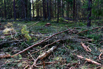 Felled spruces trees in forest. Deforestation and Illegal Logging, international trade in illegal timber. Stump of the felled living tree in the forest. Destruction wildlife. Wood Export and Import