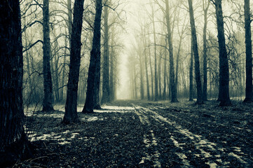 path in the forest