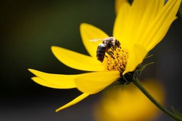 Macro of yellow flower with bee