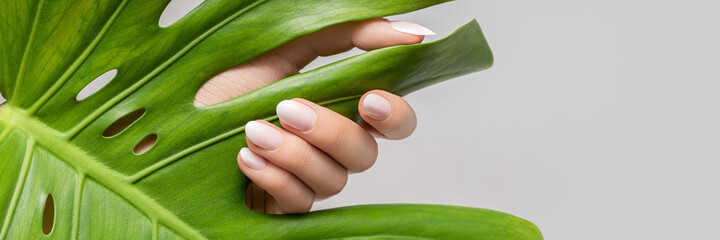 Female hand with pink nail design. Rose nail polish manicure. Female hand hold green leaf on grey background. Banner - Powered by Adobe
