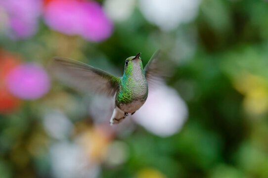 Coppery-headed Emerald (Elvira cupreiceps) flying in Poas Volcano National Park, Costa Rica
