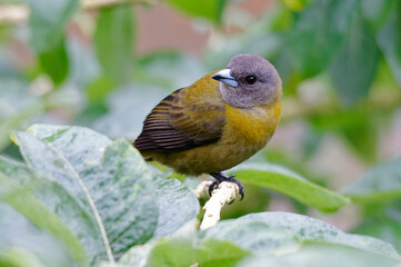 Cherrie's Tanager (Ramphocelus costaricensis) at Corcovado National Park - Costa Rica