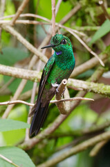 Green-crowned Brilliant (Heliodoxa jacula) in Poas Volcano National Park, Costa Rica