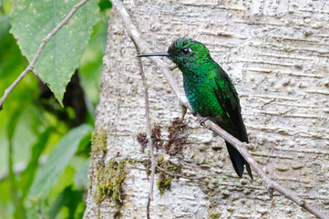 Green-crowned Brilliant (Heliodoxa jacula) in Poas Volcano National Park, Costa Rica