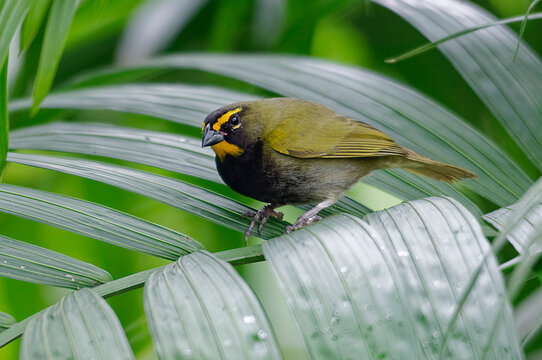 Yellow-faced grassquit (Tiaris olivaceus) at Poas Volcano Natioal Park, Costa Rica