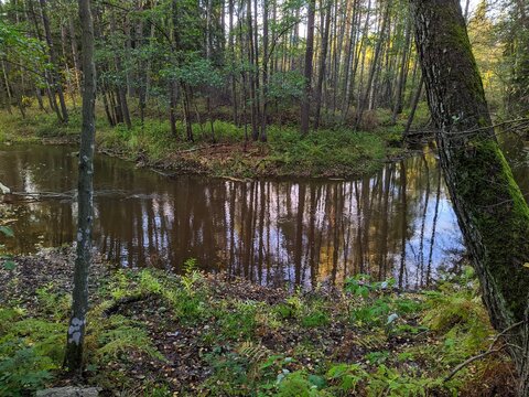 river flow in the wild forest in the autumn season and the reflection of trees in the water