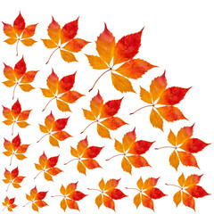 Obraz premium Colorful autumn leaf isolated on white background. Autumn composition. Top view, copy space.