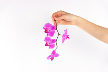 Festive flower, pink orchid on a white background. Space for copy and your adds. Concept of a feast day for women.