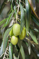 Detail of olives hanging from a branch