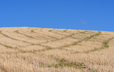 Diagonal furrows in harvested field