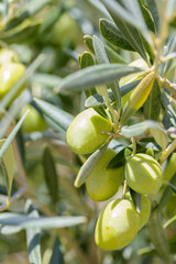 Handful of olives on branch with unfocused background
