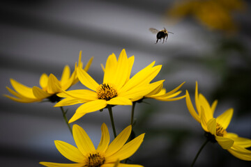 Macro of yellow flower with bee