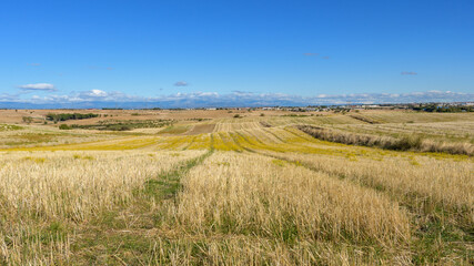 Harvested fields under blue sky