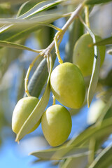 Olives hanging on the branch