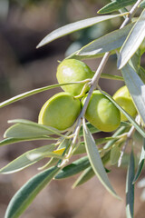 Olives in branch with leaves