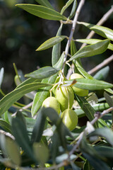 Olives on the branch hidden among the leaves