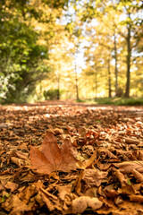 Fallen leaves on a street in autumn