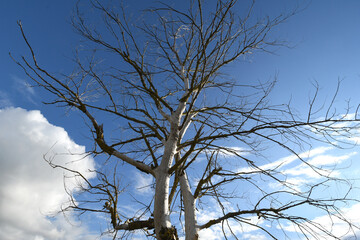 dry tree against the blue sky