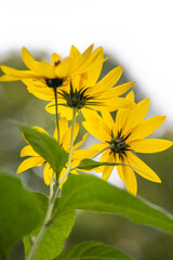 Macro of yellow flower 
