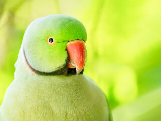 Fototapeta na wymiar Indian Ringneck Parakeet