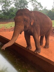 elephant in the water
