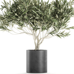 Olive tree in a pot isolated on  background 