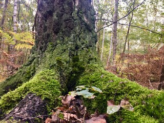 Baumwurzeln mit Moos im herbstlichen Wald 