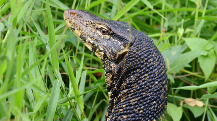 Varano de sri lanka