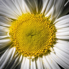 Macro of daisy