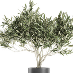 Olive tree in a pot isolated on  background 