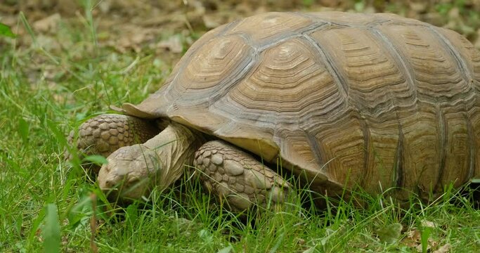 close up of African spurred tortoise or Centrochelys sulcata on the green grass