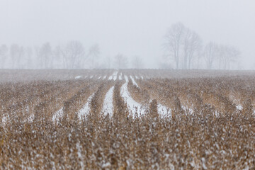 Standing crop of Soybeans (Glycine max) ready for harvest getting snowed on during a winter storm.