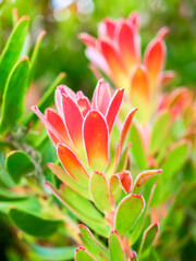 Red Pagoda Protea