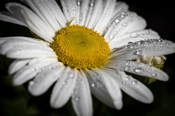 Macro of daisy