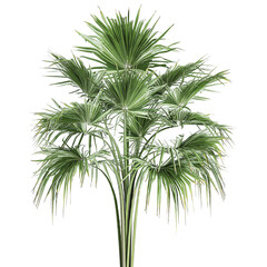 Fan palm in a pot isolated on white background