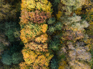 Fall, autumn nature, aerial view of forest landscape
