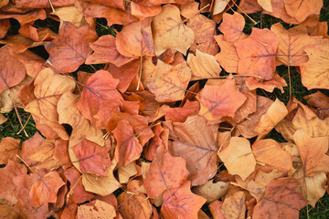 red yellow autumn leaves on green grass