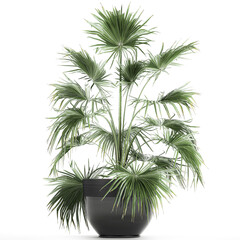  Fan palm in a pot isolated on white background