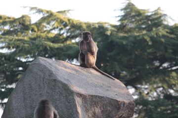 Affe, Tier, Säugetier, Monkey, Wild, Natur, Stuttgart, travelling, tourismus, Animal, funny...
