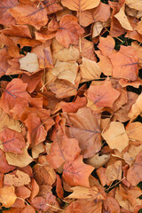 bright autumn leaves, red and yellow color with water drops