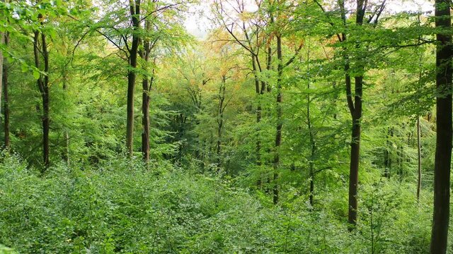 in the middle of a summer beech forest filmed in 4k