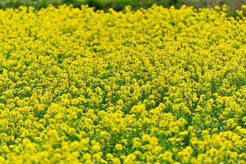 菜の花畑