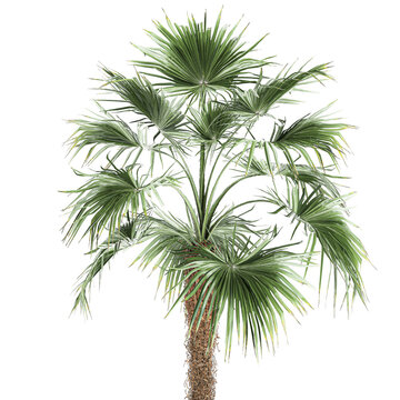 Fan palm in a pot isolated on white background © Yurii