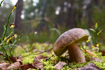 White mushroom in the forest against the background of green vegetation. Awesome boletus grows in wildlife. Porcini bolete mushrooms. Season for picked gourmet mushrooming.