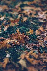 autumn leaves on the ground
