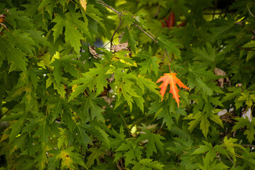 One red and yellow leave in the green tree canopy