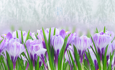 Violet crocus flowers